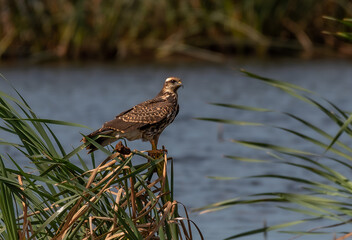 A Snail Kite Perched on Reeds of Florida Wetlands Area