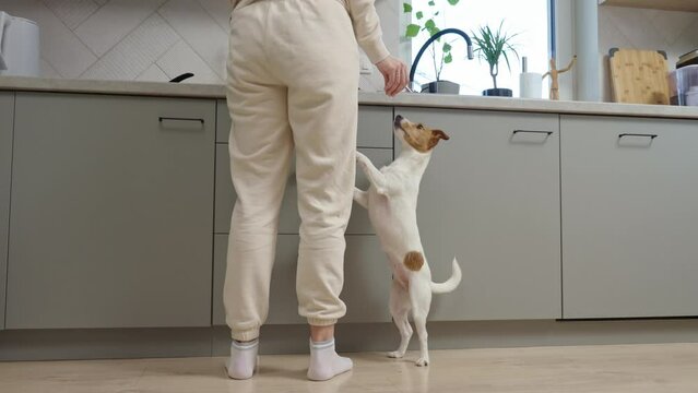A small dog is eagerly begging for food, standing on its hind legs in a modern kitchen, while a person stands nearby.