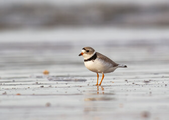 A Cute Piping Plover Wandering the Beach 