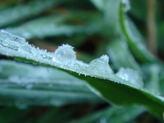 Frozen morning dew on the leaf.