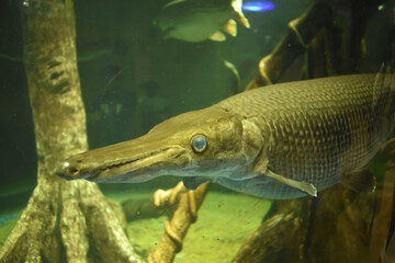 A Closeup picture of alligator gar breed of fishes