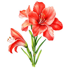 Fototapeta premium Amaryllis watercolor flower
