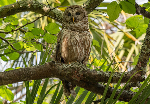 A Barred Owl Roosting in a Tree Canopy