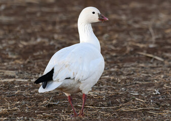 A Ross's Goose in a Field during Spring Migration