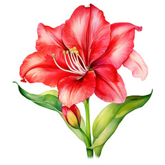 Amaryllis watercolor flower