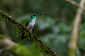 A Beautiful Andean Emerald Perched on a Branch in Ecuador's Cloud Forest