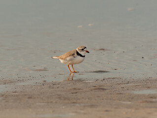 A Cute Piping Plover Wandering the Beach 