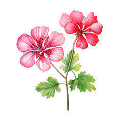 Pink geranium watercolor flower