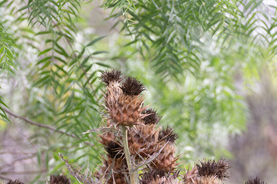 Flores de abrojos secas