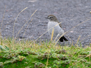 A Plain-capped Ground Tyrant on Foraging on the Ground in Ecuador