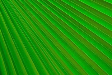 Tropical green palm leaf texture background close-up