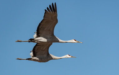 Sandhill Cranes in Flight