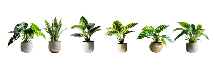 Set of various beautiful houseplant for decor home.