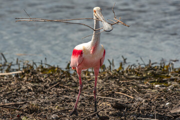 Roseate Spoonbill with Stick for Nest