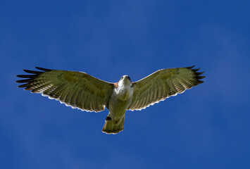 Variable Hawk in Flight