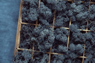 Reindeer moss in a wooden box on a blue fabric surface. The cells of a wooden box are densely filled with dark lichen. Floral decor.