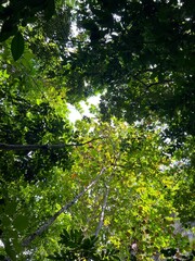 Fototapeta na wymiar green forest with sun rays