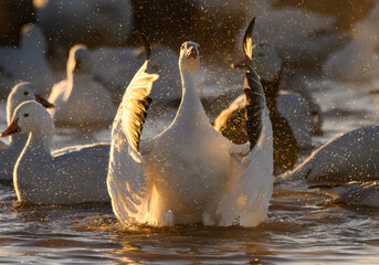A Snow Goose Making a Splash on a Cold Winter Morning - obrazy, fototapety, plakaty