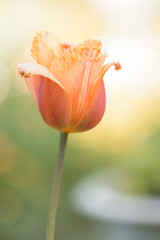 Terry tulip of pastel color. Selective focus.