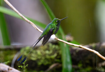 A White-booted Racket-tail Perched on a Branch in South America