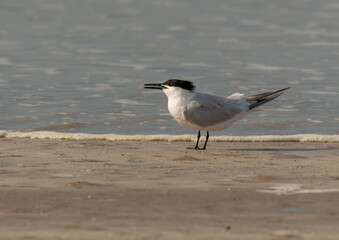 A Sandwich Tern off the Coast of Louisiana