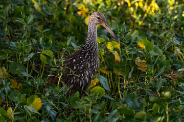 A Limpkin in a Florida Wetlands Area