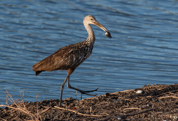 A Limpkin with an Apple Snail on the Coast of Florida