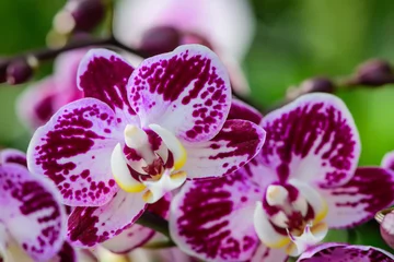 Selbstklebende Fototapeten orchid flower in a greenhouse © Wolfgang