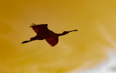 Roseate Spoonbill in Flight at Sunset