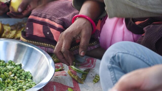 Close up shot of Indian lady opening pea pod with hands and removing peas. Group of ladies preparing food. Female preparing food at Home in Indian village. Old woman Hands opening pigeon pea