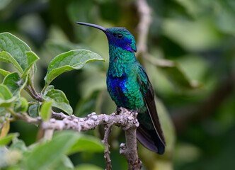 A Beautiful Sparkling Violetear in Ecuador