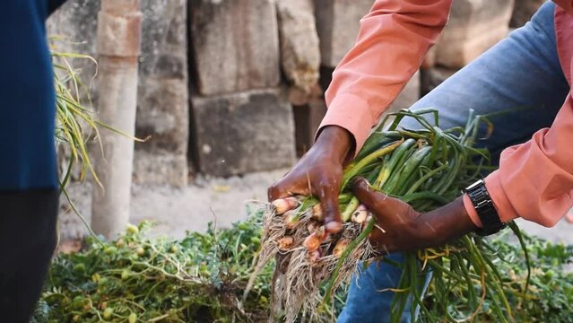 Close up of shot of hands of Indian farmer washing Vegetables with water. Male Farmer cleaning a bunch of spring onions. Summer food harvest. Natural Clean Products from Organic Farming Washed by Hand