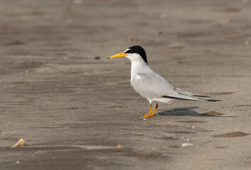An Adorable Least Tern On a Sandy Beach