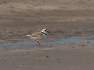Piping Plover Foraging for Food on a Sandy Beach