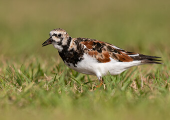 Ruddy Turnstone searching for Food in a Grassy Park