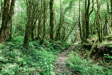 a hiking trail through the forest with moss-covered trees