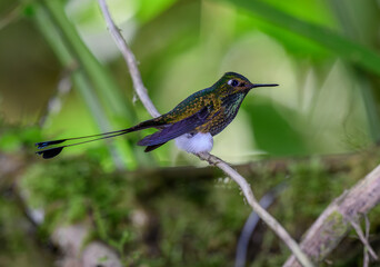 White-booted Racket-tail in the Mindo Clooud Forest