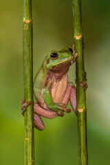 The Australian green tree frog (green tree frog in Australia, White's tree frog, or dumpy tree frog)