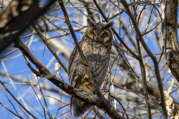 Long-eared Owl Staredown