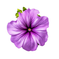 Petunia flower isolated on transparent background