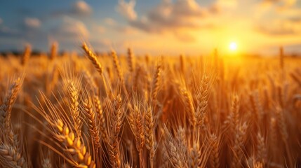 Gold wheat field. Growth nature harvest. - obrazy, fototapety, plakaty