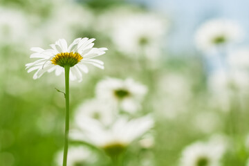 Chamomile flower in sunlight, bottom view. Selective focus. Delicate daisies.