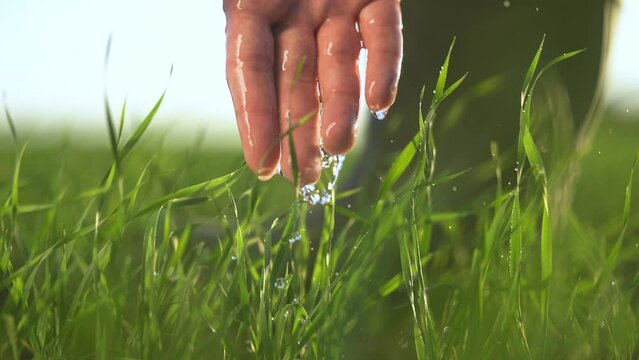 agriculture irrigation. agriculture business a farm wheat concept. farmers hand sun watering green wheat sprouts on agricultural field. wheat irrigation farm concept. farmers hand watering sprouts