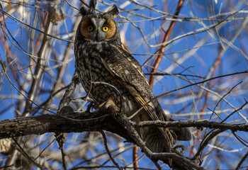 Long-eared Owl Demonstrating Pupil Dilation when one Eye in Sunlight and one in Shade
