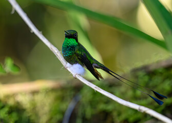 White-booted Racket-tail in the Mindo Clooud Forest