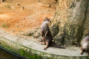 Portrait of Small Otter standing in the wild,tourism icons..