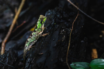 The Crowned Spiny Lizard, scientifically known as Acanthosaura coronata, is a reptile native to Southeast Asia, particularly found in Thailand, Myanmar, Laos, Vietnam, and Cambodia. 