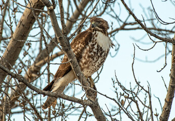 A Red-tailed Hawk Perched in a Tree