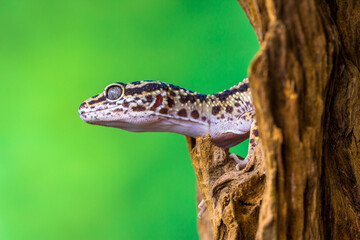 The leopard gecko or common leopard gecko (Eublepharis macularius) is a ground-dwelling lizard...