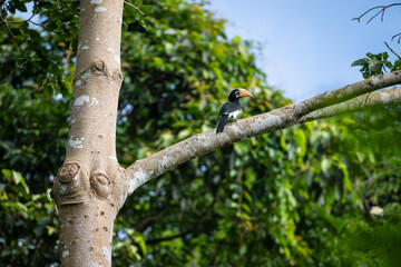 Fototapeta premium Oriental Pied Hornbill: The Oriental Pied Hornbill, also known as Anthracoceros albirostris, is a medium-sized bird native to Southeast Asia.